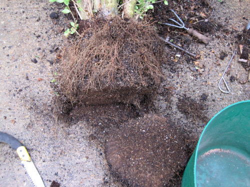Privet Multi Trunk Bonsai